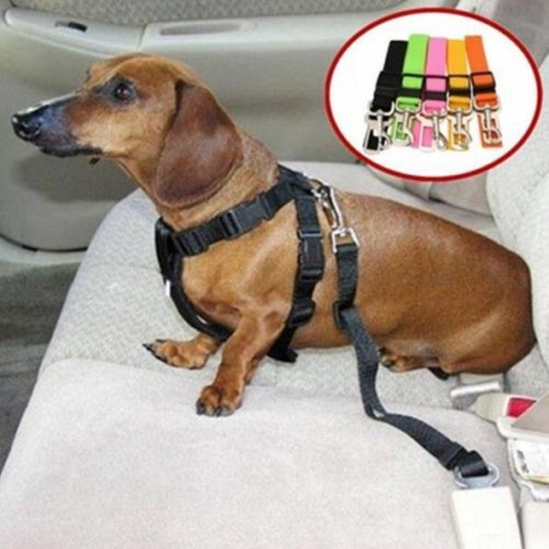 Bilbelte til hund