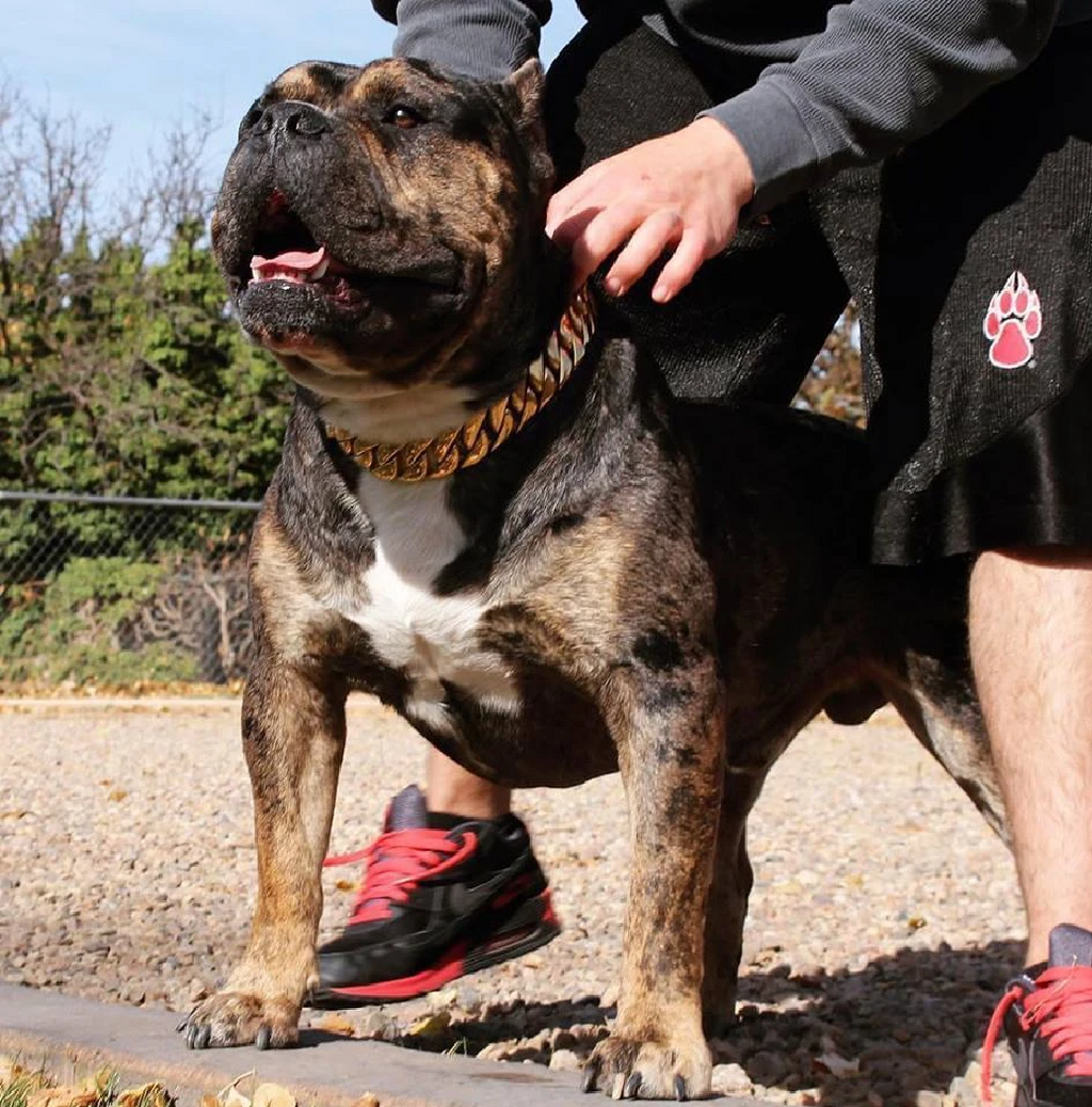 BlingBling | Hundehalsbånd i metall