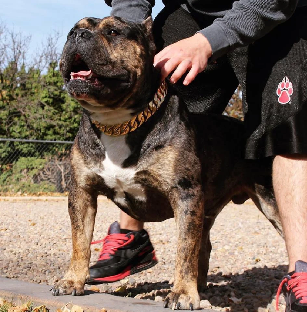 BlingBling | Hundehalsbånd i metall