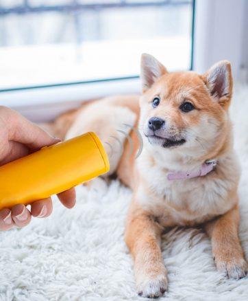 Antiglammeapparat til hund