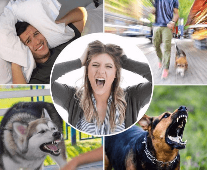 Antiglammeapparat til hund