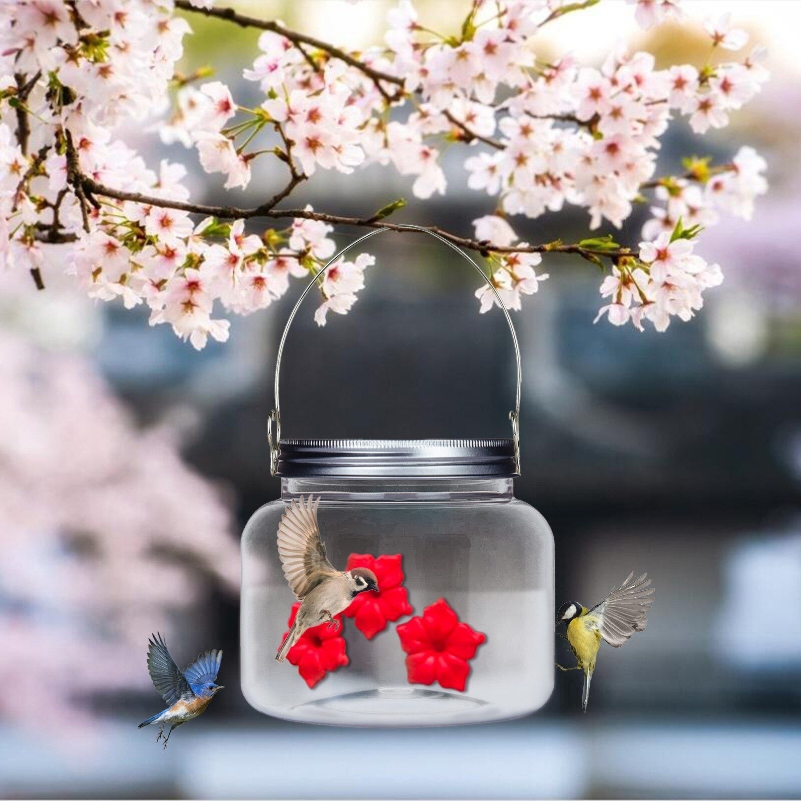 Kolibrimater med portalblomst