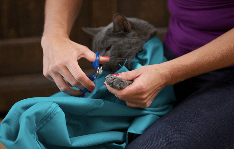 Komfortabelt reisebur for katt