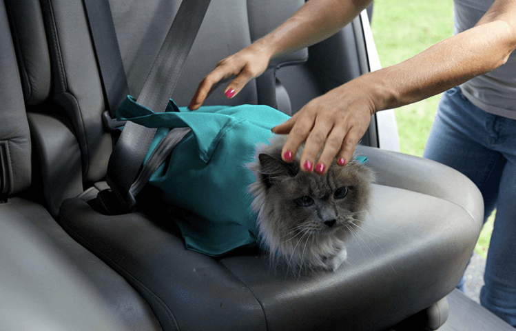 Komfortabelt reisebur for katt