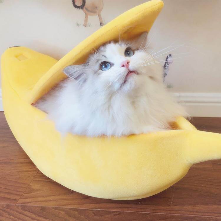 Morsom banan-katteseng