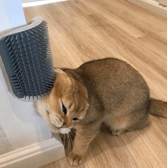 Kattenhoek Hundesalong