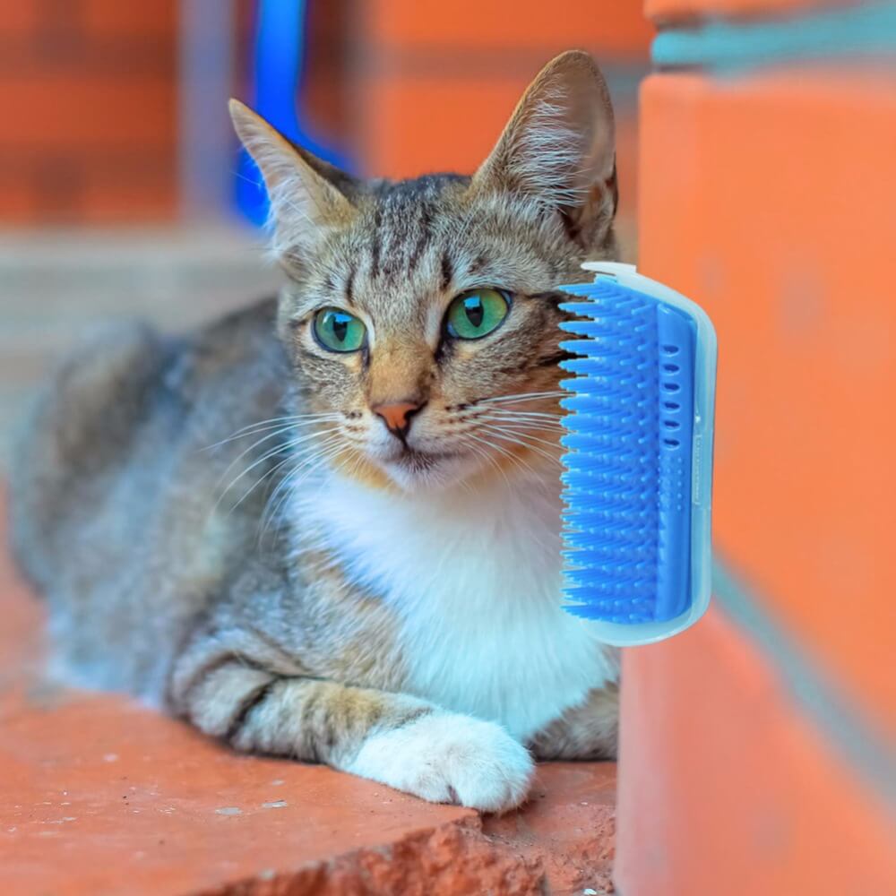 Kattenhoek Hundesalong