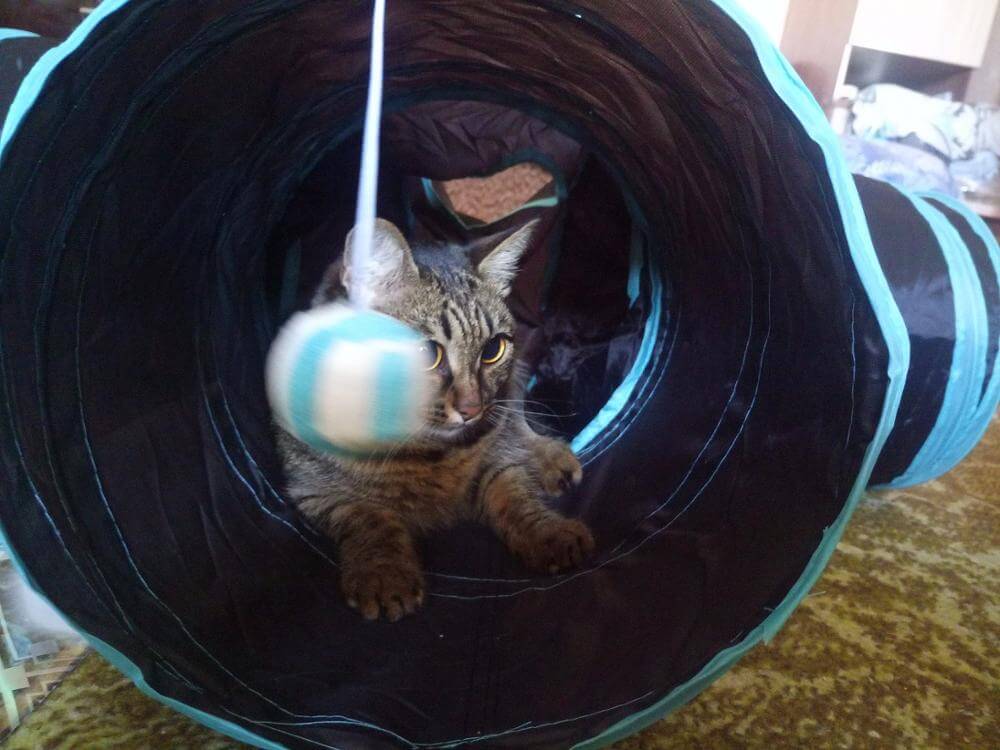 Sammenleggbar leketunnel for katter