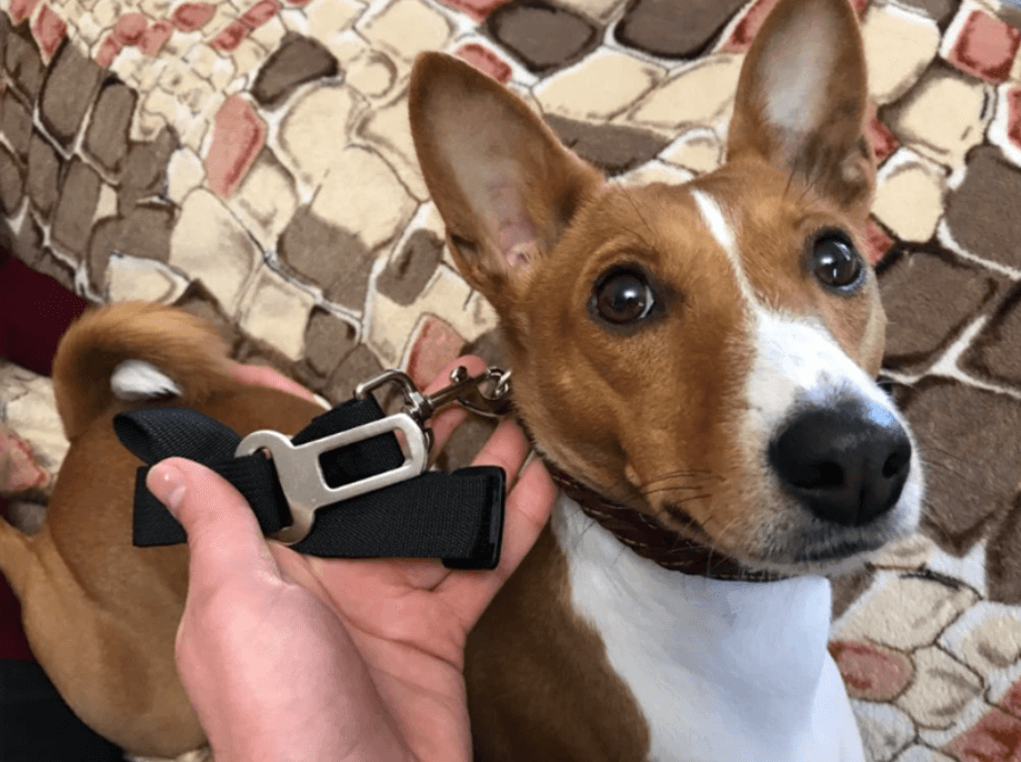 Bilbelte til hund