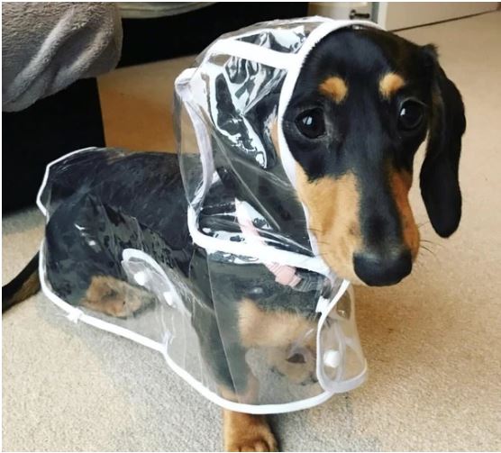 Vanntett gjennomsiktig regnfrakk til hund
