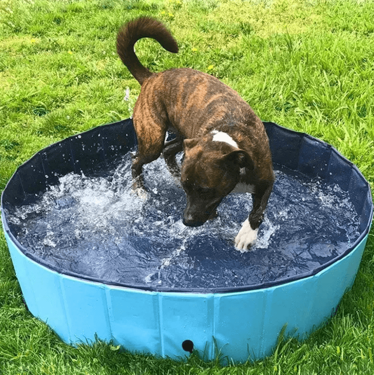Bærbart hundebasseng