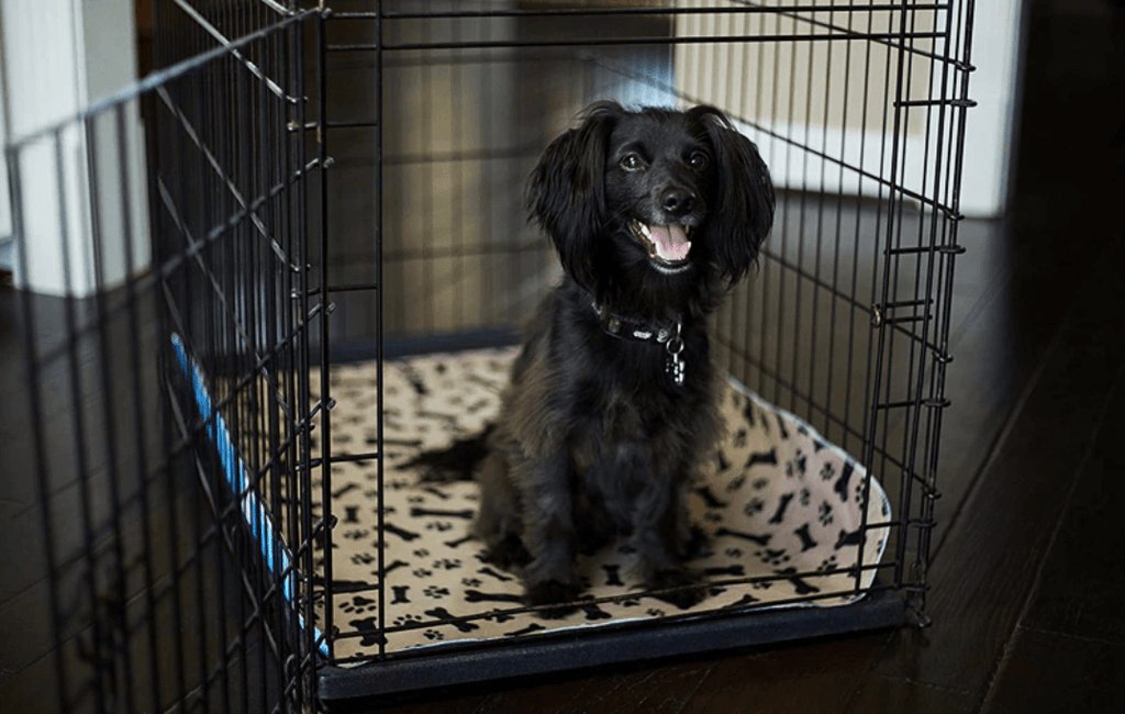 Gjenbrukbar tissematte for hund