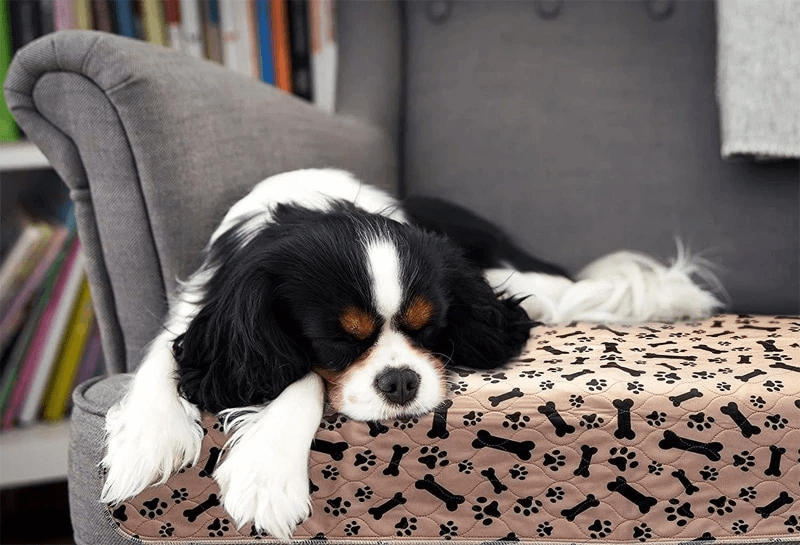 Gjenbrukbar tissematte for hund